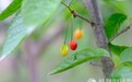 一日禅:青菜萝卜品真味
