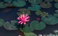 一日禅:懂得放下