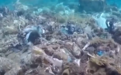 爱琴海现“垃圾珊瑚礁”,环保组织谋求与当地政府合作清垃圾