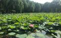 太美啦!包头这有2800平方米的荷花池