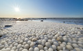 芬兰海岸发现数千颗稀有“冰蛋”