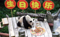 世界现存最年长大熊猫迎来37岁生日