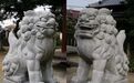 中国石狮子的近亲?还是远房?诉说日本神社狛犬的身世