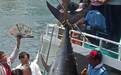 所罗门群岛：比起援金，台湾捞走的金枪鱼值钱多了