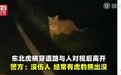惊呆!吉林东北虎横穿马路 网友:还以为是只超胖的橘猫