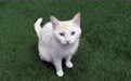 土耳其新生四只樊猫宝宝 谁能顶得住它们水汪汪的大眼睛?
