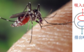 为何蚊子叮咬可以传播疾病?原因并不在于吸血