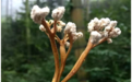 东山壹号蝉花虫草破壁孢子粉 来自东方的健康礼遇