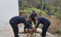 陇南一村民报警称:一只受伤的“山羊” 闯入家中…