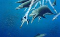 已灭绝海豚骨骼表明鲸类在平行进化