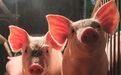 缺猪缺钱缺信心：中小养猪户有多难，猪肉价格就有多高
