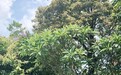还记得最美亚姐杨恭如吗?她46岁长这样