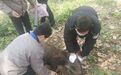 南京闹市区惊现野猪!在景观河游泳,还想冲入小区……