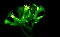 俄罗斯科学家研发出自发光植物,效果媲美阿凡达电影中的森林