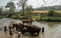 世界动物保护协会：给大象洗澡同样存在严重动物伤害 | 世界大象日