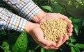 美国大豆出口委员会：中国正积极采购大豆 未来六个月需求前景乐观