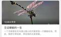 杭州小学生不停抓虫子回家,一不留神,“千足虫”爬进妈妈被子里…