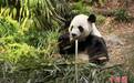 因吃不到新鲜竹子，旅加大熊猫“大毛”和“二顺”提前回国了