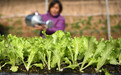 “菜篮子”布局调整 北京推进农产品保供稳价