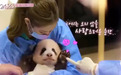 知名女团带浓妆,又摸又抱大熊猫宝宝,网友怒了