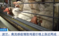500万只家禽遭扑杀!禽流感疫情暴发,这里不“蛋”定!鸡蛋价格飙升20%