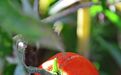 西红柿，是转基因有害产品，还是“抗癌果”？