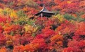 赏漫山彩叶,看云腾山浮,房山最“红”赏秋打卡地推荐
