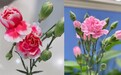 魅力女性 快乐巾帼--邮储银行常州市分行开展三八妇女节活动