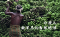 为什么印度人临死关头,都要拿香蕉保命?