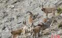 新疆帕米尔高原生态环境改善 野生动物种群数量增加