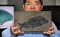中国科学家展示介绍最新发现2.44亿年前“盘州暴鱼”化石