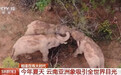 回顾野象迁徙记 看人与自然和谐共处一直在路上