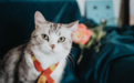猫那么可爱,谁会不爱呢?大诗人陆游与黄庭坚竟是猫奴