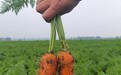 叮咚买菜寿光胡萝卜热卖,自有农场带来高品质菜品