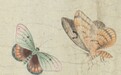 清代《画草虫》:一位少年笔下的雅洁蝶影