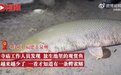 热搜!鳄雀鳝竟藏身寺庙放生池,长1.2米,重50斤!观赏鱼都快被吃光了……