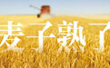 经观头条|麦子熟了