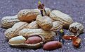 吃花生能长寿?实验证明:长期吃胜过补品,控糖、减酯、护血管