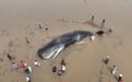 20米巨鲸搁浅宁波海域 14小时救援生死转折（多图）