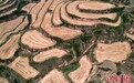航拍麦收后黄土梯田 收割机留下的痕迹如同大树年轮