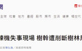 台媒曝光教练机失事现场画面:树干被削断,树林周边焦黑一片