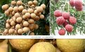 世界首个龙眼与荔枝杂交新品种诞生,取名“脆蜜”!研发历时15年,成功率仅为千分之几……