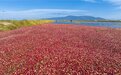 红海小镇蔓越莓喜迎丰收,神十四航天员太空发来贺电!