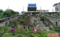 重庆洋河体育场观看台变成“花市”