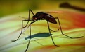 蚊子是如何找到你的?可识别人类的特殊气味