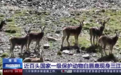 近百头国家一级保护动物白唇鹿现身三江源