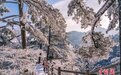雪后黄山玉树琼枝宛若童话世界
