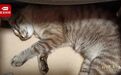 近百只猫咪因吃这品牌猫粮死亡?去年双11卖出1200万元…企业回应