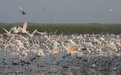 鄱阳湖南矶湿地倡议:不用无人机干扰鸟类,不驾车穿越保护区