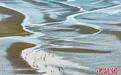 江苏启东:民众黄海滩涂“赶海忙”